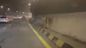 حضور یک اسب وحشی در تونل آزادراه تهران ـ شمال!