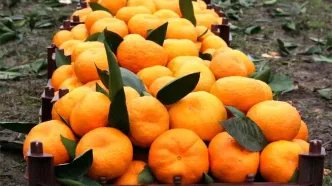 کاهش کلسترول خون با مصرف این میوه