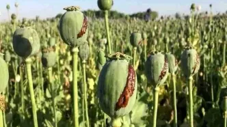 شرایط کاشت قانونی خشخاش در کشور اعلام شد!