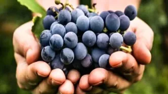 این میوه خودش یک «اَبَر غذا» است