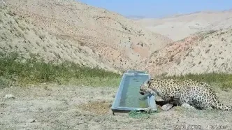 فیلم جذاب از آب خوردن یک پلنگ در ارتفاعات فیروزکوه