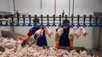 اتفاق عجیب برای قیمت مرغ