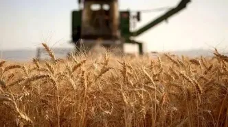 وضعیت ذخایر گندم کشور به روایت رئیس بنیاد ملی گندمکاران؛ سیلوها مملو از گندم است