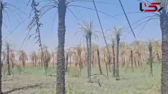 ۲۵ هزار نخل در ۱۶۰ هکتار آبادان سوختند/ نخلستان هایی که با ثمر بودند اما جان دادند