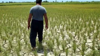 کشت برنج، فاتحه منابع آب این استان را خواند
