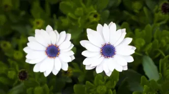 هنر عکاس استرالیایی در ثبت رنگ‌های پنهان گل مینا