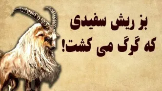 داستان بز گرگ کش/ بز ریش سفید جسور و زرنگی که فقط گرگ میکشت