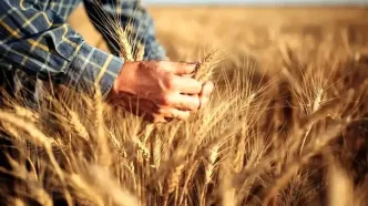قیمت تضمینی گندم 27,500 تومان؛ راهکاری برای کاهش کسری بودجه یا نابودی کشاورزی؟