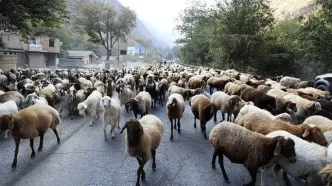 تصاویر؛ قرق کندوان برای عبور احشام