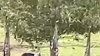 نجات خرس قهوه‌ای که سرش در بشکه‌ گیر کرده بود