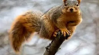 حمله جسورانه سنجاب به یک خرس!