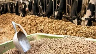 سازمان بازرسی ورود کند؛ قیچی نفت و جهاد سفره مردم را کوچک کرد/ بحران نهاده‌های دامی دیگر فقط مسئله‌ای اقتصادی نیست