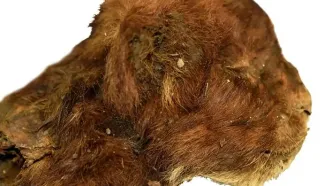 کشف یک بچه ببر ۳۵ هزار ساله با پوست و پنجه‌های سالم