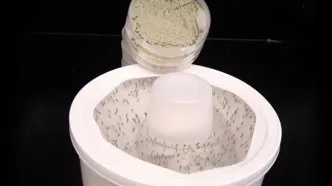 وقتی عطر گل به سلاحی برای کشتن پشه‌ها تبدیل شد!