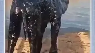 ببینید؛ نجات شترهای سقوط کرده در گودال نفت با جرثقیل