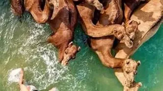 حمام شترها در آب‌های خلیج فارس