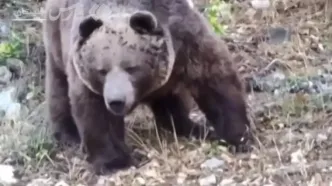 مشاهده خرس قهوه‌ای در پارک ملی گلستان