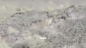 گشت و گذار یک قلاده کاراکال در پارک ملی توران