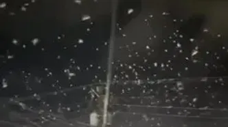 صحنه‌ای شگفت‌انگیز پس از زلزله فیلیپین؛ هزاران پرنده همزمان به آسمان پرواز کردند