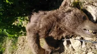 یک قلاده خرس قهوه‌ای ماده در شهرستان نور با گلوله کشته شد