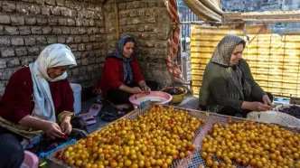 تصاویر؛ پایتخت آلوی ایران کجاست؟