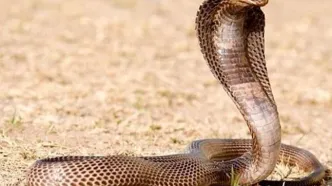 عملیات نفس‌گیر برای گرفتن مار کبرا ۴ متری