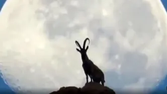 تصویری شگفت‌انگیز از یک بز کوهی در نزدیکی بوشهر