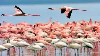 بازگشت فلامینگوها به میانکاله
