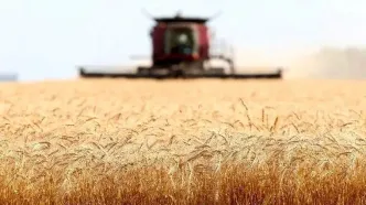 کاهش ۳۵ درصدی خرید و تولید گندم نسبت به سال زراعی قبل