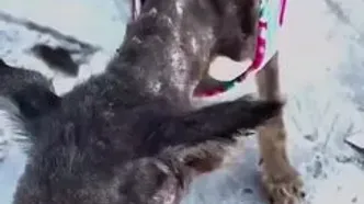 ببینید؛ نجات باورنکردنی سگ بی‌خانمان پس از ۹ ماه مراقبت