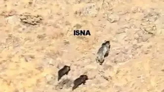 مشاهده یک قلاده خرس مادر با دو توله در مراغه