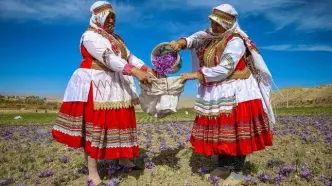 تصاویر؛ برداشت زعفران فاروج