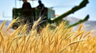 نرخ خرید تضمینی گندم ۱۴۰۴-۱۴۰۵ اعلام شد