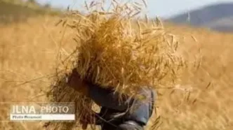 یک پنجم حق بیمه سهم گندمکاران واریز شد