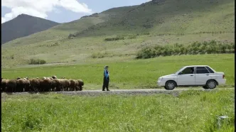 «دشت می‌خواند» از جشنواره فیلم آلبانی جایزه گرفت