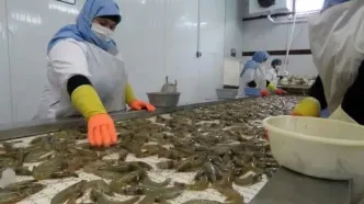 آغاز برداشت میگو در آبادان با پیش‌بینی برداشت هزار و ۲۰۰ تن