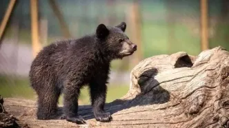 پایان باز ماجرای توله خرس پردیسان