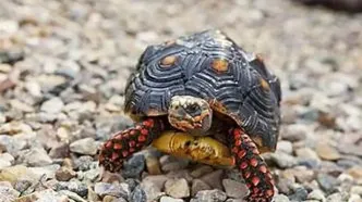 وقتی «جک و رز» لاک‌پشت می‌شوند!