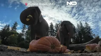 ببینید؛ له کردن کدوهای غول‌پیکر هالووین توسط فیل‌ها