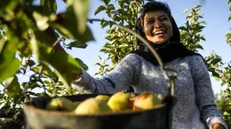 تصاویر؛ برداشت گلابی در باغات چناران