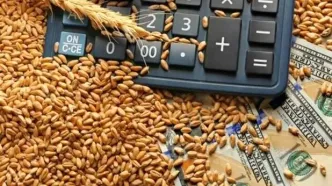 خرید تضمینی گندم ۱۴۰۴-۱۴۰۵ رسماً تصویب شد