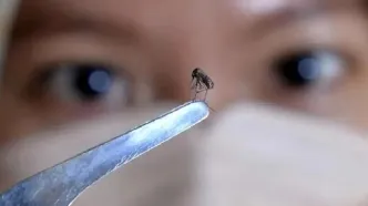 شناسایی ۲۰۵ فرد مبتلا به تب دنگی در هرمزگان