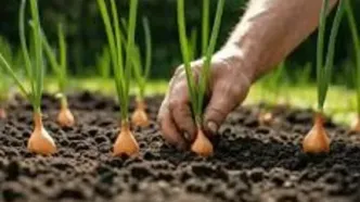 بازگشت پول به مزرعه/ ۷۳ درصد مطالبات کشاورزان پرداخت شد