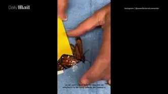 ببینید؛ نجات شگفت‌انگیز پروانه مونارک با عمل پیوند بال در نیویورک