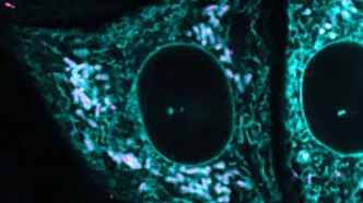 دانشمندان زبان دوم حیات را کشف کردند