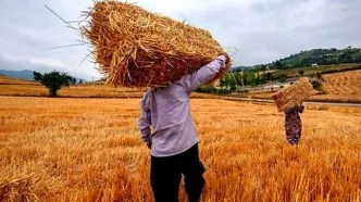 جزئیات بیمه گندم کشاورزان اعلام شد