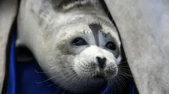 کروشیک، فکِ معروف سن‌پترزبورگ در آستانه بازگشت به طبیعت!