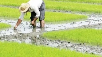 ۱۷ استان برنج غیرمجاز کشت می‌کنند