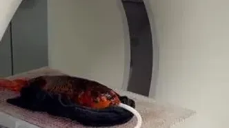 ماجرای شگفت‌انگیز سی‌تی‌اسکن یک ماهی