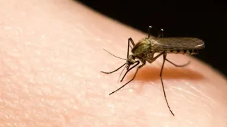 پشه‌ها به تنها کشور بی‌پشه دنیا حمله کردند!